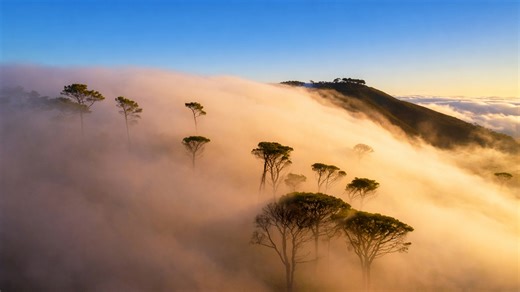 Soft sunlight illuminating trees in a calm foggy landscape