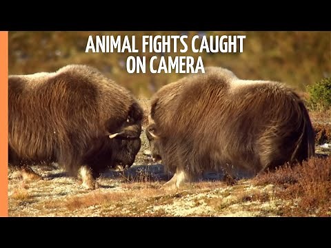The Original Fight Club: Animal Fights Caught on Camera