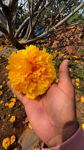 🌿✨ Cocolospermum Flowering Tree Saplings Now Available! ✨🌿Rare and exotic Cocolospermum (Cocoloba) flowering tree saplings have just arrived for sale. Known for their unique blooms, lush foliage, and ornamental beauty, these trees are perfect for gardens, landscapes, and plant collectors. 🌸💚Easy to grow, highly adaptable, and an excellent choice for those looking to add a rare flowering species to their collection. Limited stock available – don’t miss out! 🌱Cocolospermum tree saplings for s