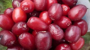 Coarnele, comoara uitată a lunii septembrie