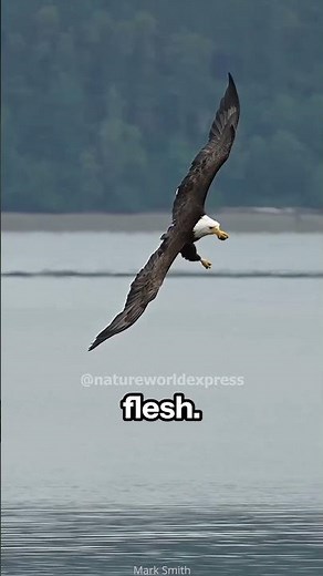 Eagle vs Hawk | Built Different