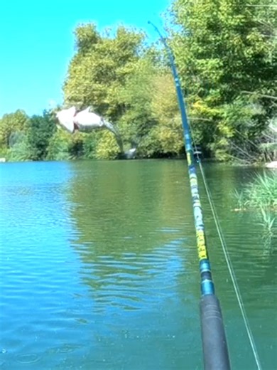 poisson volant 🫣🤣. #fishing #catfishing #poissons