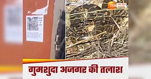मेरठ में लापता 30 फीट का अजगर, चस्पा पोस्टर, सुरंग से निकले कई अजगर, सुराग देने पर इनाम