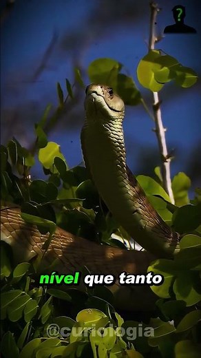 The most dangerous snake in the world... #animal #curiosities #richardrasmussen