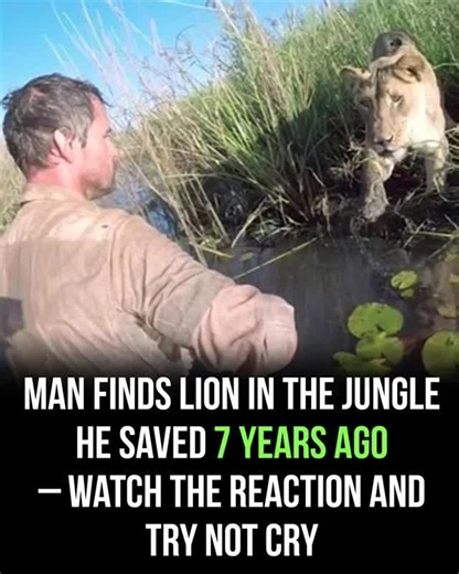 The lions reacted aggressively when the cameraman approached them 😱 | Daily Talks