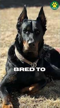 Pride of France | The Beauceron #pawsomedogs