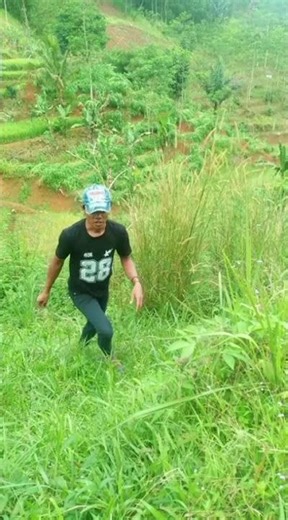 Install the sparrow's sticky rice