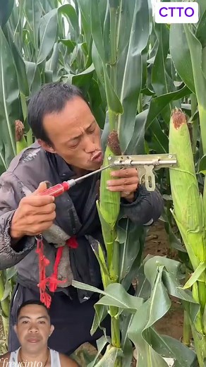 311K views · 1.4K reactions | Corn Farming tips!! #highlightseveryonefollowers #friendsfollowersViewers #cornfarming #farmingtips #fypviralシ #jepoytvvlog | JEPOY TV VLOG | Facebook