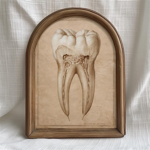 Vintage Dental Wall Art Beige Tooth Anatomy Illustration, Antique Medical Poster Print, Dentist Office Decor Digital Download - Etsy