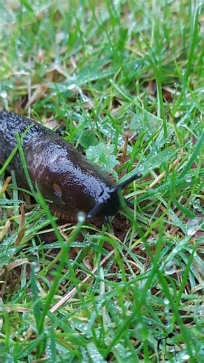 Slug