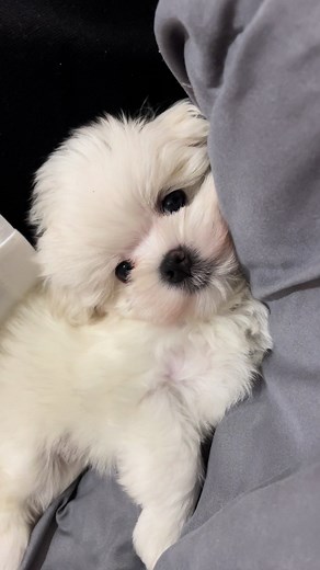 Adorable Baby Maltese-Maltipoo Puppy Moments