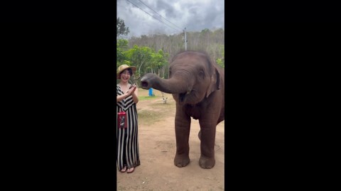Baby elephant kisses Japanese tourist with her trunk