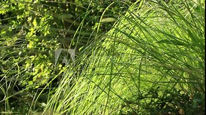 Lush green fresh grass grows in a park, forest, natural reserve, botanical garden in spring or summer day. The grass ripples in the wind. Nature, ecology, harmony concept. Grasses slow motion video.