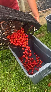 137K views · 992 reactions | Our farm team has been ankle-deep...