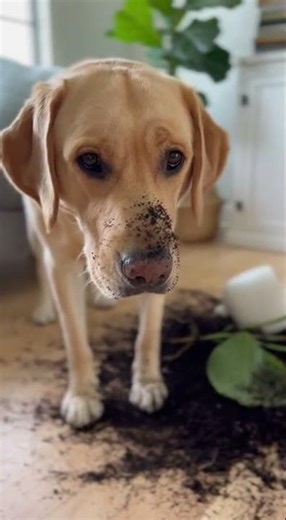 Labrador Retriever Standing Over Destroyed Houseplant Dirt Pile