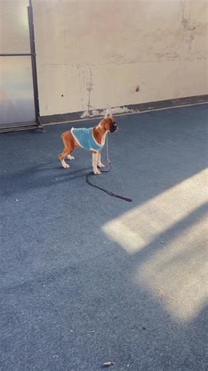 你所见过的惊艳，都曾被平庸历练#拳师犬 #Now的拳师犬 #家庭伴侣犬 #拳师犬弟弟