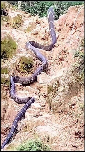 Two Biggest King Cobras Ever Seen.