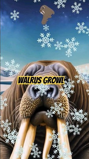 Walrus Noises #shorts - Walrus Growl