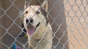 Kentucky Humane Society extends adoption hours this summer