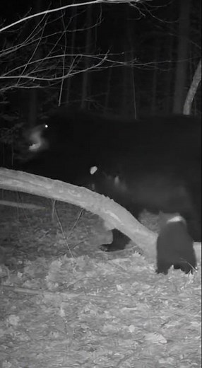Mama Bear Attacks Wolf To Save Cubs