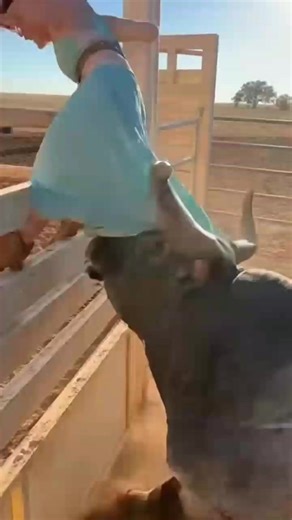 When bull game gone wrong 😂 #restoration #healing #bullrun #gonewrong #farmersmarket #fblifestyle | Americana Whispers