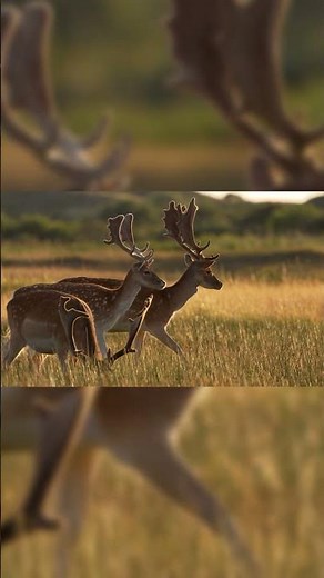 "Red Deer in 4K - Stunning Wildlife Cinematic Video | Relaxing Nature Footage" #wildlife #deer