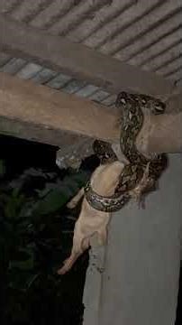 PYTHON eating kid#python