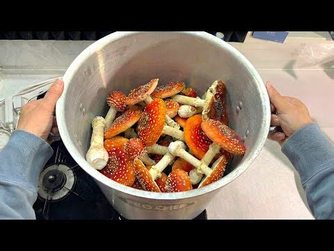 ベニテングタケでラーメン作る！