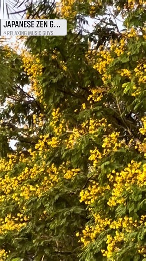 Borrowed view: A Yellow Flame tree ablaze with vivid yellow flowers peeking from behind my side garden? Oh no, no way can this huge 20-metre tall tree fit into my place. This view is an optical illusion. The Yellow Flame (Peltophorum pterocarpum) is among five towering in a small park about a stone’s throw away from my garden, and they are flowering across Singapore on roadsides and parks. This tree is drought-resistant and has a wide-spreading, umbrella-shaped crown, making it perfect for provi