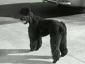 1.1K views · 47 reactions |  Phwwwwwhhht Phwoooooh Poochie ‍了 | Cult Cinema Classics | Facebook