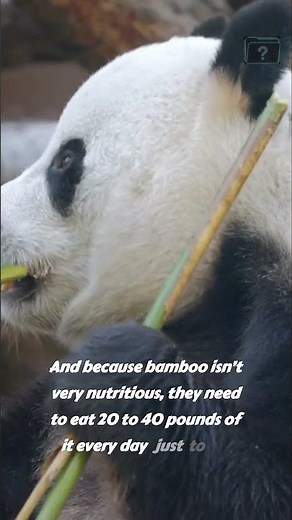 Pandas Eat for Up to 14 Hours a Day