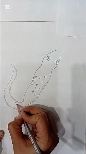 How To Draw A Lizard step by step. beginners drawing for kids