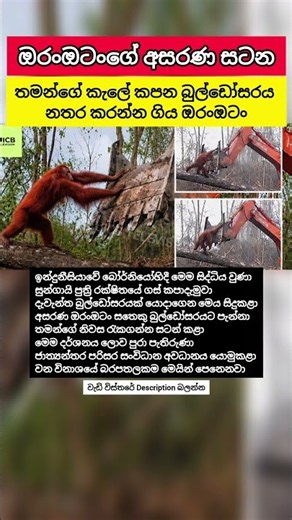 තමන්ගේ කැලේ කපන බුල්ඩෝසරය නතර කරන්න ගිය අසරණ ඔරංඔටං #Orangutan #Borneo #Deforestation