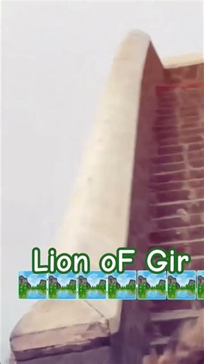 Gir lion is jumping down the stairs.|#lion #gir #asiaticlion #animals #yt #lionlove #sasangirlion