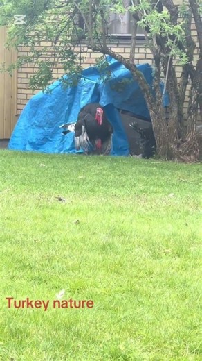 Turkey Mating Behavior. Courtship and Breeding Display