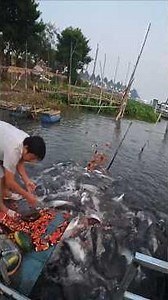 Over 100 tons of wild fish have gathered and taken refuge on the embankment of Hong Ngu City, Don...