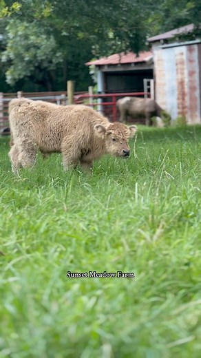 A beautiful view in the shade of summer trees. | Sunset Meadow Farm