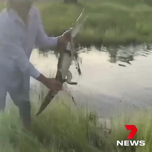 The moment a man chases and wrangles a small crocodile sitting on the side of a flooded highway in the Far North. Reptile handlers have slammed this video, fearing a growing trend of 'croc stunts' could get someone killed. The Department of Environment and Science say it won't be investigating the incident as it could be interpreted as a 'rescue'. Report on 7NEWS Cairns at 6pm. www.7NEWS.com.au #7NEWS | 7NEWS Cairns