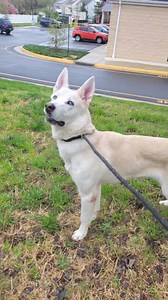 Deacon is a super smart, young and energetic husky shepherd mix. He's a fantastic dog but needs to be adopted to a home that has the time and patience to put into what you will get back with him. He will need training, structure and plenty of exercise. He is only 1 year old and seems to be good with other dogs but proper, slow introductions are imperative. This breed mix is amazing in the right hands but can be frustrating if left to improper socialization and inadequate training. He tries to ke