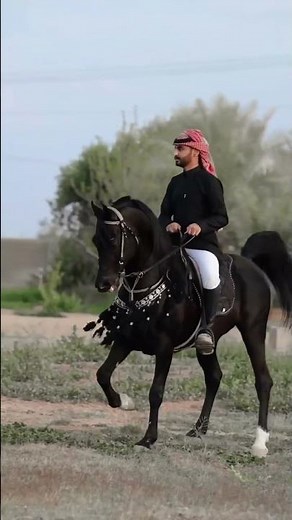 Amazing black arabian stallion #arabian #horse