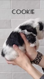 Cookie - F1 Female Mini Sheepadoodle #doodle #puppies #dogs #dogsofyoutube #sheepadoodle #icecream_277 | Chrome Story Edge | Facebook