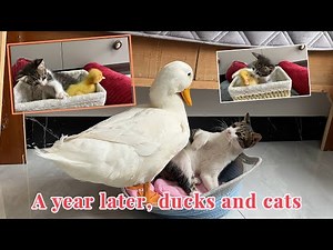 Ducks and cats meet again a year later. The duck wants to sleep with the cat, and the cat is angry.