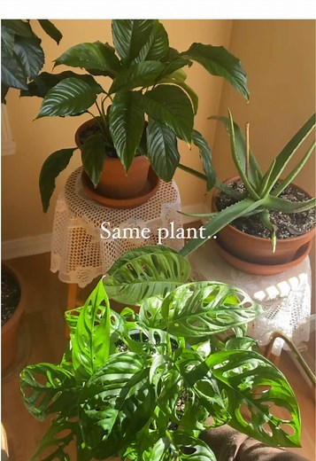 Maximize Plant Growth with a Moss Pole