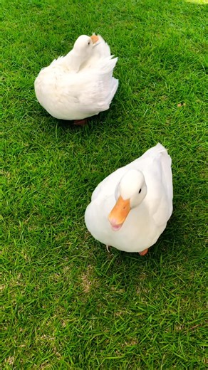 Cute ducks #duck #petduck #mypetdn #funny #pertenakan #birds #cute #nature #animals #pets #アヒル #あひる