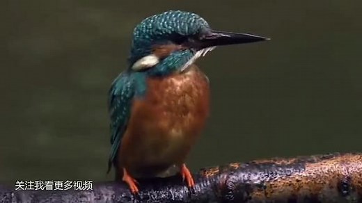 翠鸟捕鱼全过程速度快的惊人