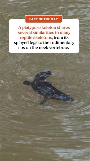 🔎 Fact of the day Did you know? A platypus skeleton shares several similarities to many reptile skeletons, from its splayed legs to the rudimentary ribs on the neck vertebrae. #ausgeo #didyouknow #factoftheday #australia #wildlife #platypus | Australian Geographic