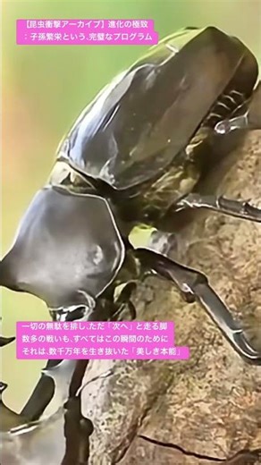 【昆虫衝撃アーカイブ】ミヤマクワガタとカブトムシには友情はあるの？完璧な繁栄プログラムが導く王者の共演を4Kで #ミヤマクワガタ #カブトムシ #昆虫図鑑 #昆虫観察 #insects #undaze