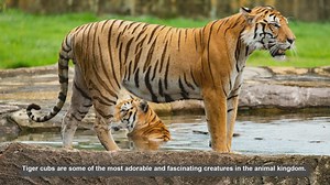 10 Surprising Facts About Tiger Cubs You Didnt Know
