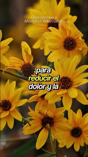 The great benefits of ARNICA