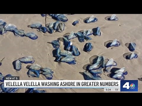 Blue, jelly-like creatures showing up on Southern California beaches